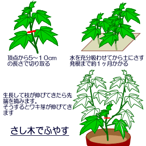 アブチロンの育て方 ヤサシイエンゲイ