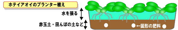 プランター植え