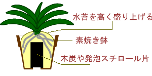 植え替え