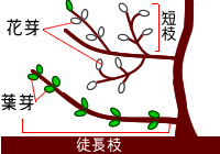 花芽の付き方