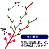 冬の状態