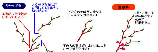 冬から早春/夏以降