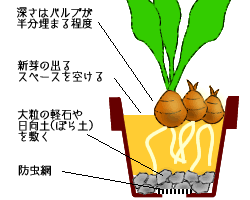 植え付け