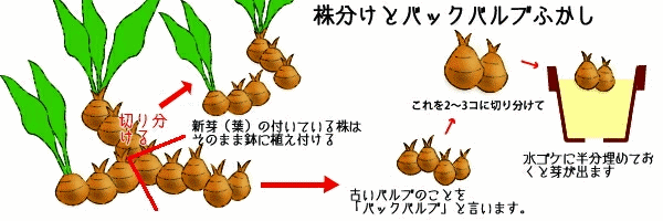 株分けとバックバルブふかし