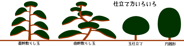 イヌツゲの育て方 ヤサシイエンゲイ