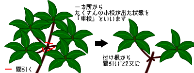 モッコクの育て方 ヤサシイエンゲイ