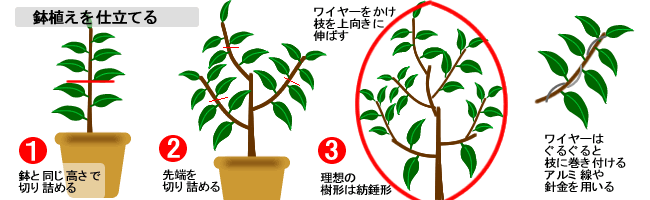 レモンの育て方 ヤサシイエンゲイ