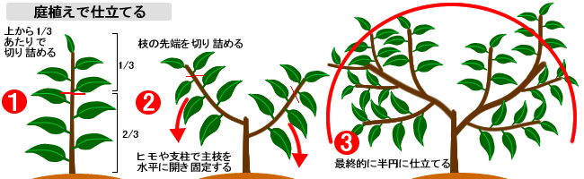 庭植えの仕立て方