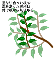 レモンの育て方 ヤサシイエンゲイ