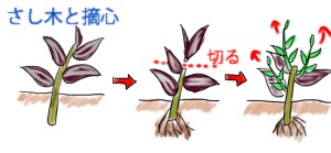 ゼブリナの育て方 ヤサシイエンゲイ