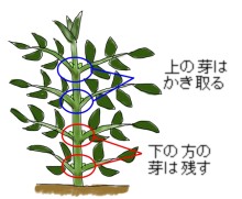 ダリアの育て方 ヤサシイエンゲイ