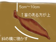 球根の植え付け