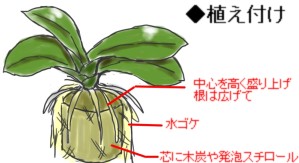 ナゴランの植え付け