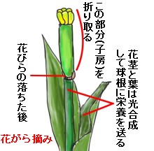 花がら摘み