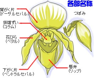 パフィオペディラムとは ヤサシイエンゲイ