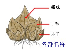 球根の基礎知識 球根のふやし方 ヤサシイエンゲイ