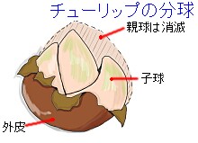 チューリップの分球