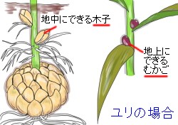 球根の基礎知識 球根のふやし方 ヤサシイエンゲイ