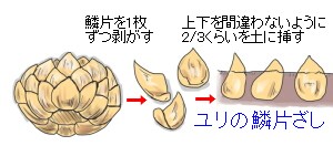 球根の基礎知識 球根のふやし方 ヤサシイエンゲイ