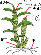 育て 方 デンドロビウム デンドロビウム栽培記 :