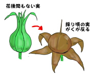 アサガオの育て方 ヤサシイエンゲイ