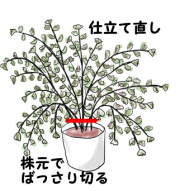 育て 方 タム アジアン スカシユリ（アジアティック ハイブリッド）の育て方・栽培方法｜失敗しない栽培レッスン（花の育て方）｜サカタのタネ