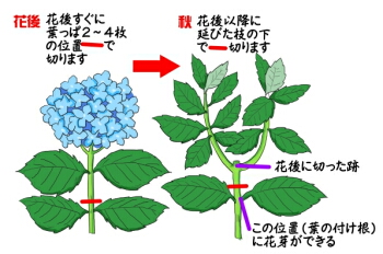 紫陽花 の 剪定 時期