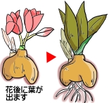 花後にはが出ます