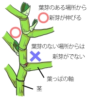 ベゴニア 木立性 の育て方 ヤサシイエンゲイ