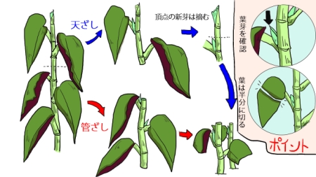 ベゴニア 木立性 の育て方 ヤサシイエンゲイ