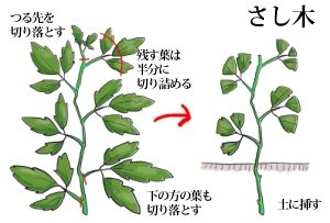 シッサス エレンダニカ の育て方 ヤサシイエンゲイ