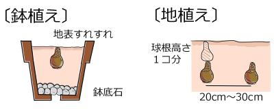 球根の植え付け