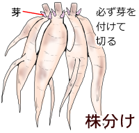 株分け