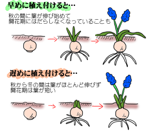 ムスカリの育て方 ヤサシイエンゲイ