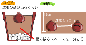 球根の植え付け