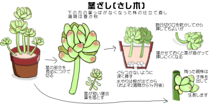 オトメゴコロ 乙女心 セダム の育て方 ヤサシイエンゲイ