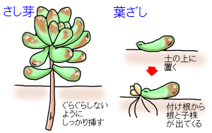 さし芽と葉ざし