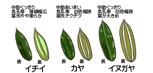 似ている樹木との区別