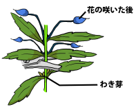 アンゲロニアの育て方 ヤサシイエンゲイ