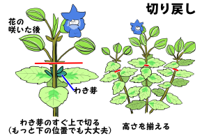 トレニアの育て方 ヤサシイエンゲイ