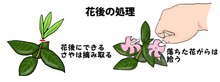 花後の処理