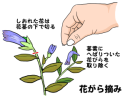 花がら摘み