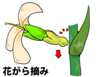 カンナの育て方 ヤサシイエンゲイ