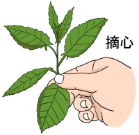 植え付けの目安