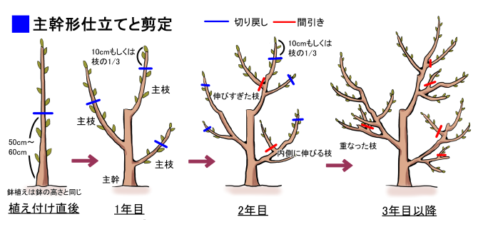 クリの主幹形仕立てと剪定