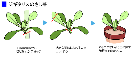 ジギタリスの育て方 ヤサシイエンゲイ