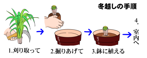 レモングラスの育て方 ヤサシイエンゲイ