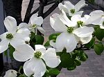 白花種