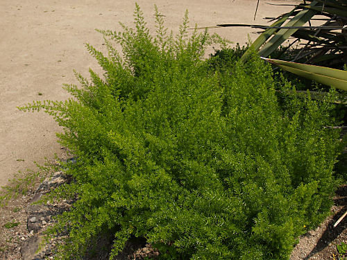 アスパラガス 観葉植物 とは ヤサシイエンゲイ
