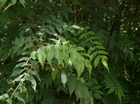 ホザキナナカマドの葉